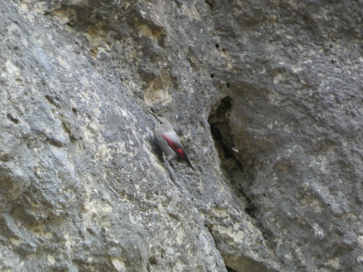 Wallcreeper - ML623400316