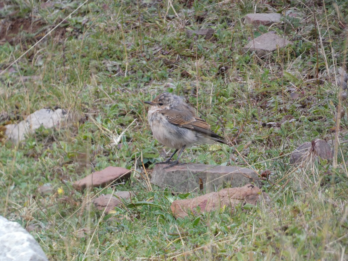 Northern Wheatear - ML623400332