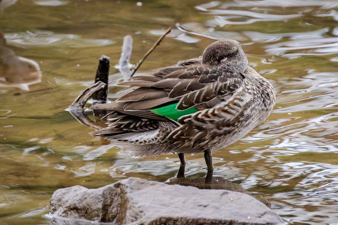 Green-winged Teal - ML623400350