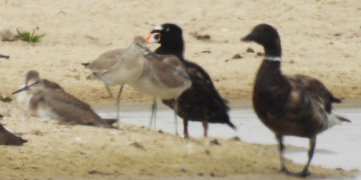 Surf Scoter - ML623400353