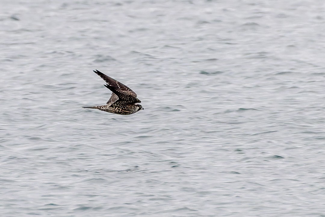 Peregrine Falcon - ML623400363