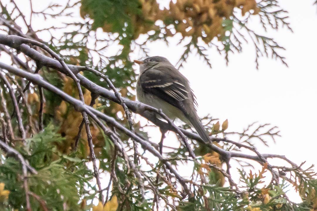 Least Flycatcher - ML623400370