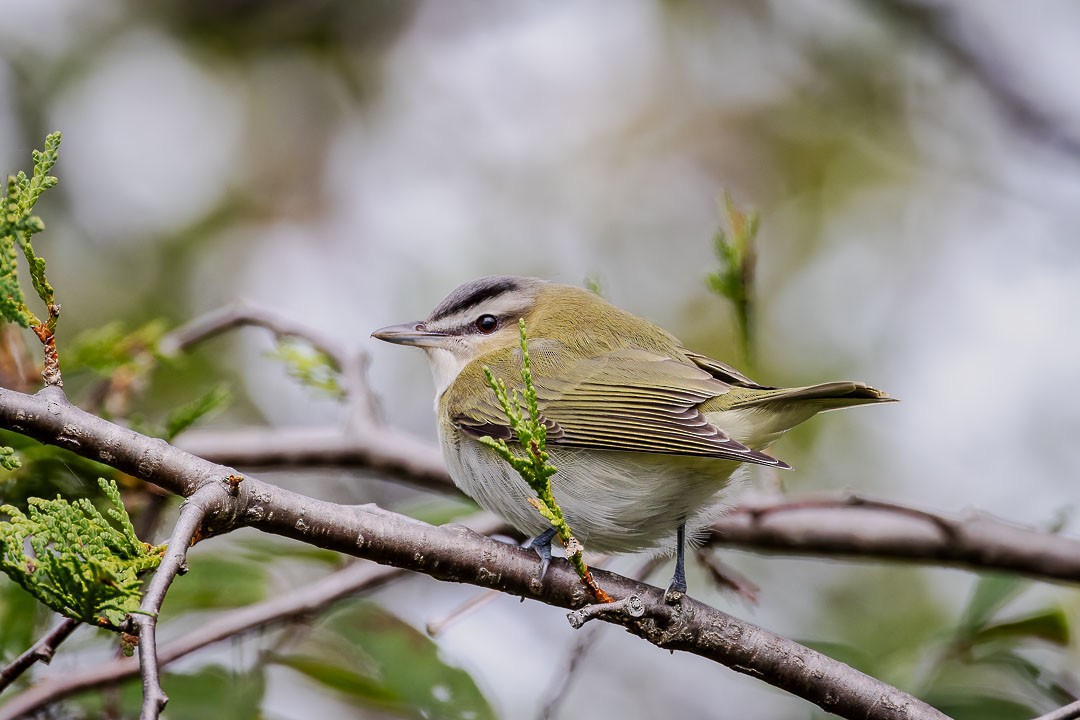 Red-eyed Vireo - ML623400375