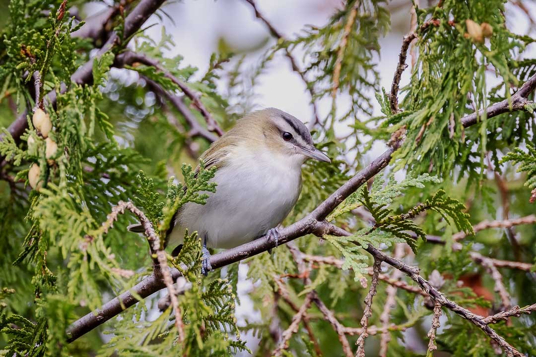 Red-eyed Vireo - ML623400376