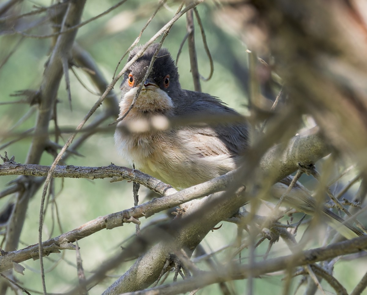 Menetries's Warbler - ML623400377