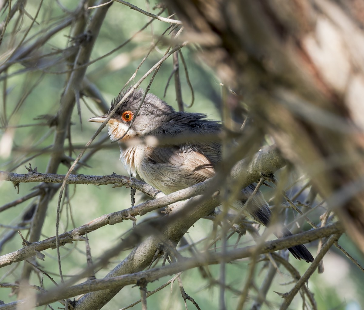 Menetries's Warbler - ML623400378