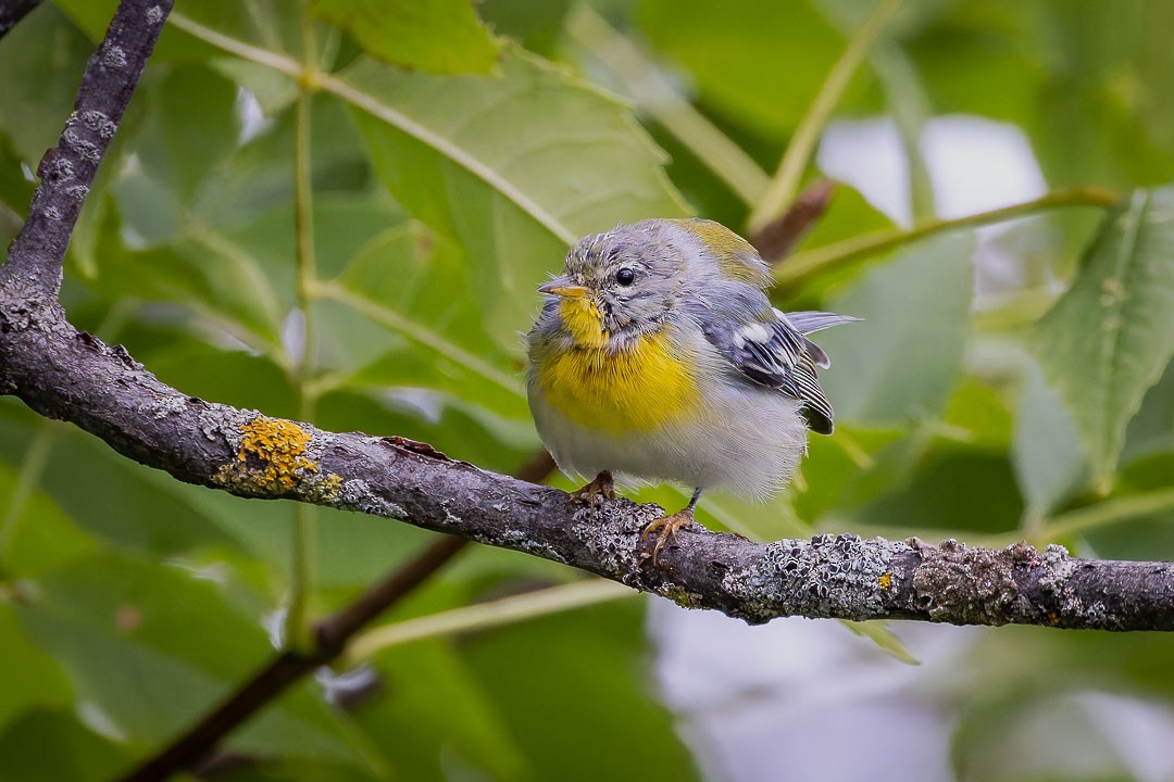 Northern Parula - ML623400382