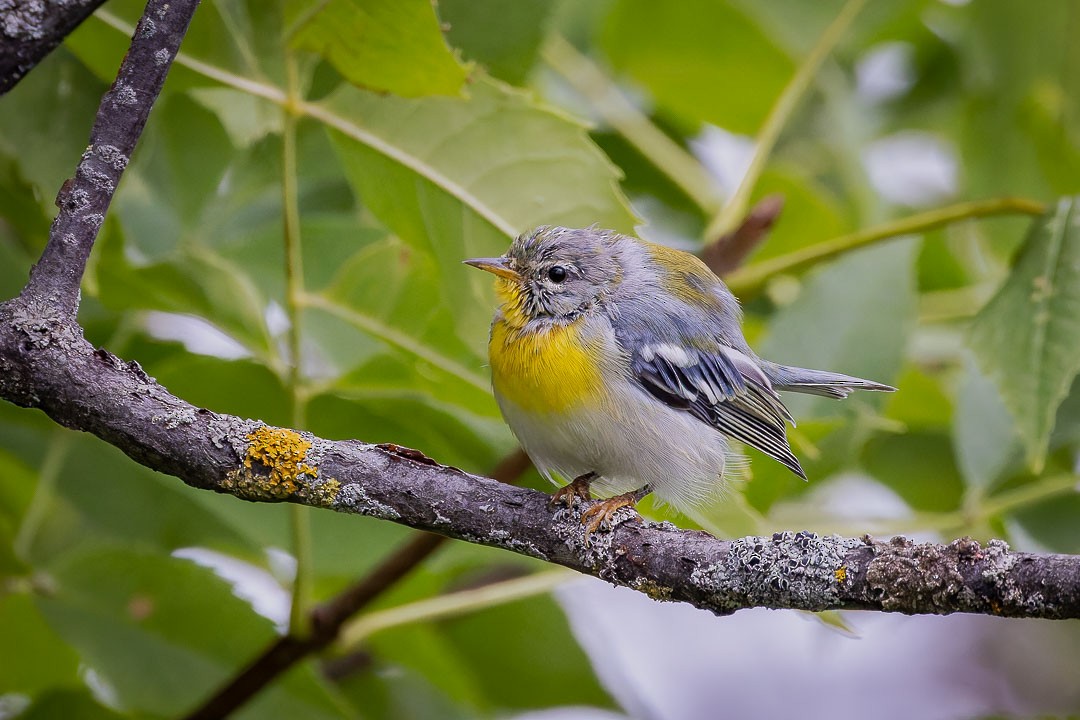 Northern Parula - ML623400383