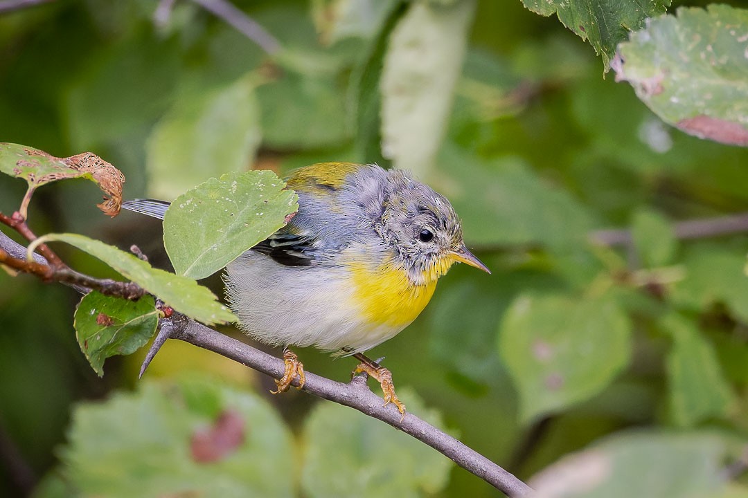 Northern Parula - ML623400384