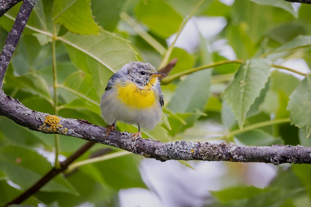 Northern Parula - ML623400385