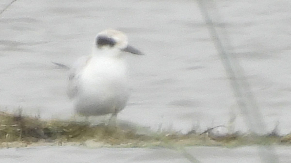 Forster's Tern - ML623400386