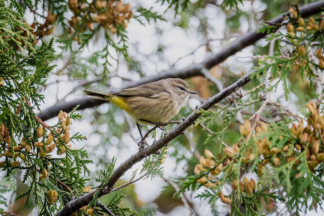 Palm Warbler - ML623400404