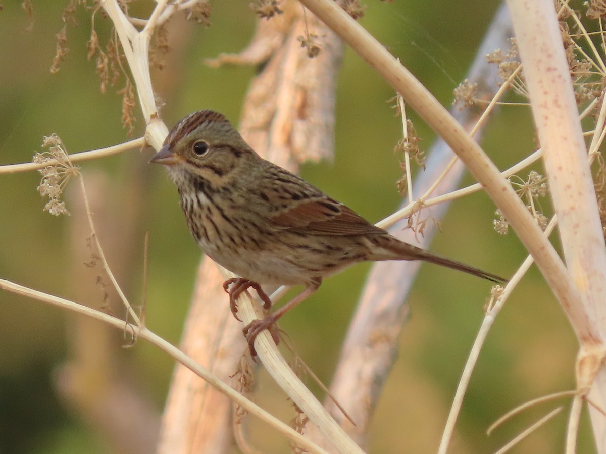 Lincoln's Sparrow - Bruce Toews