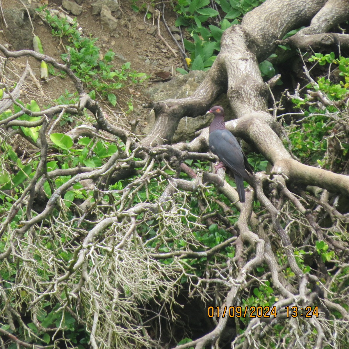 Scaly-naped Pigeon - ML623400489