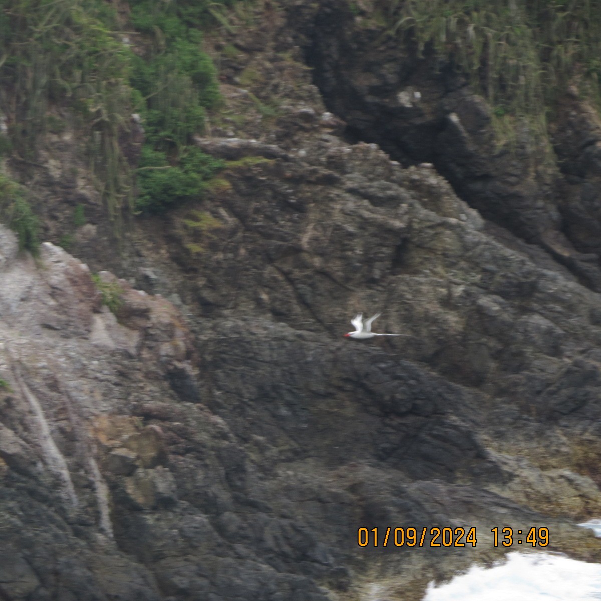 Red-billed Tropicbird - ML623400500