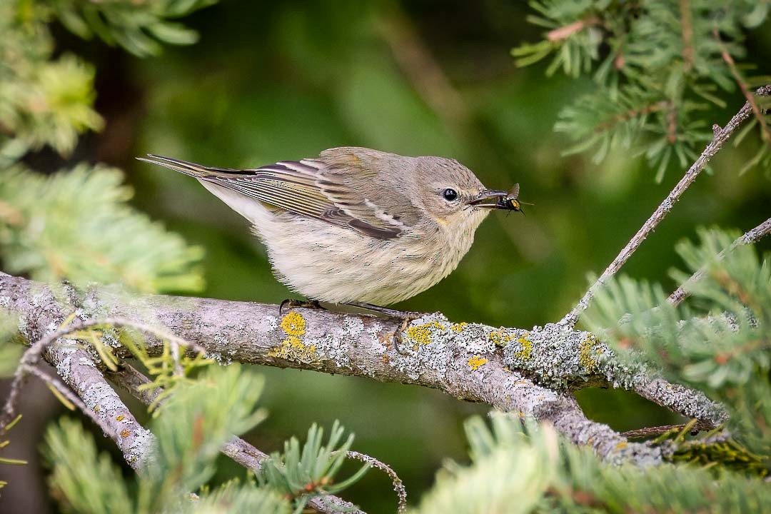 Cape May Warbler - ML623400671