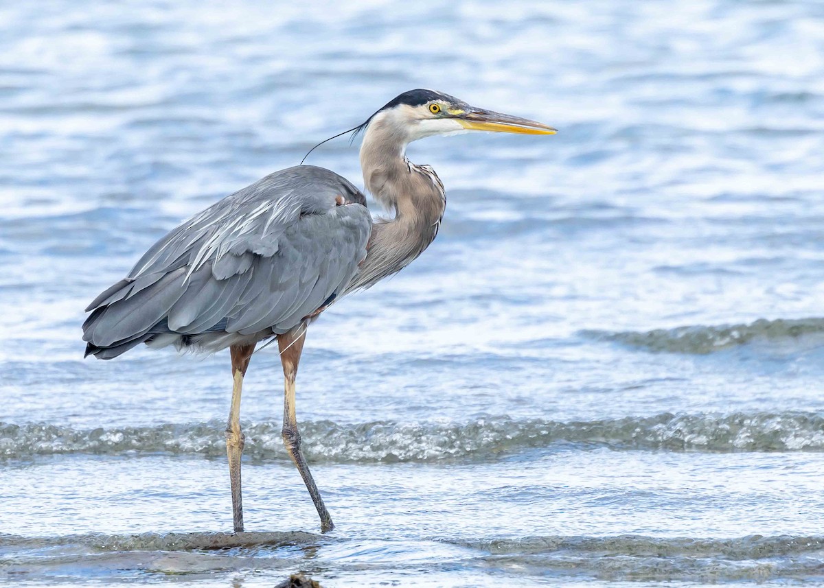 Great Blue Heron - ML623400706