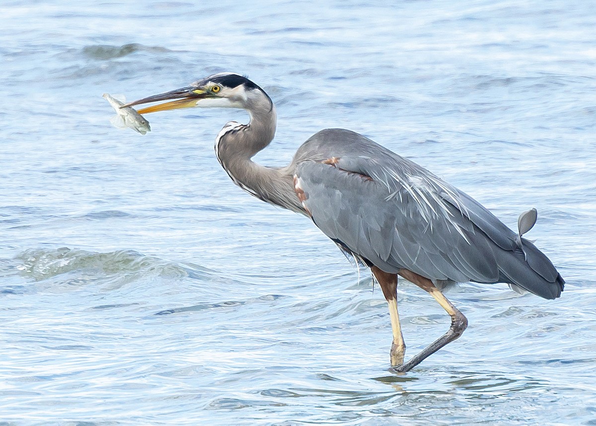 Great Blue Heron - ML623400707