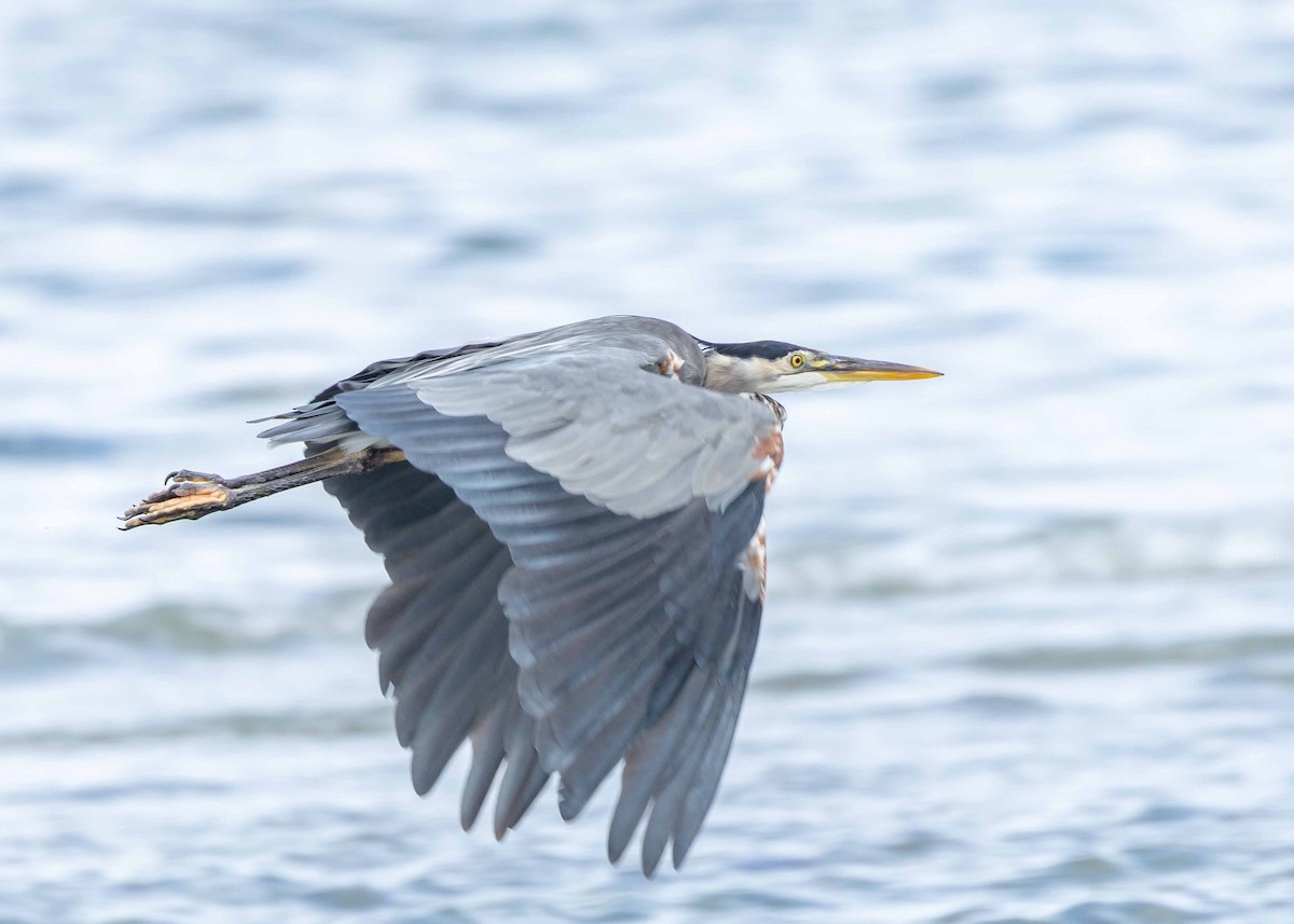 Great Blue Heron - ML623400708