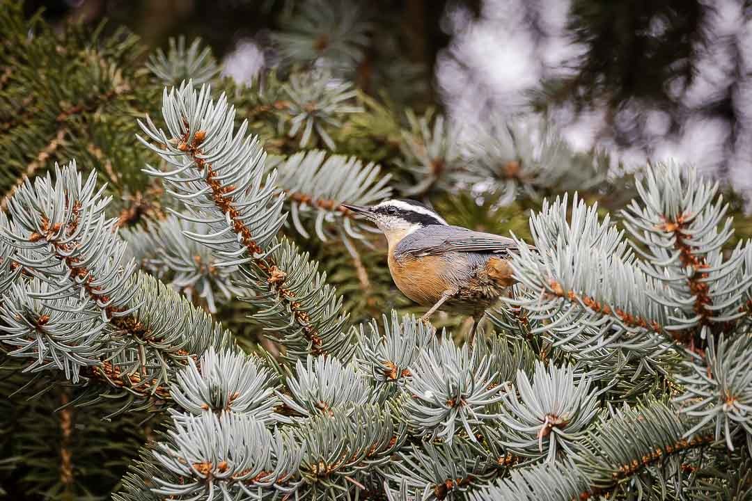 Red-breasted Nuthatch - Sheri Minardi