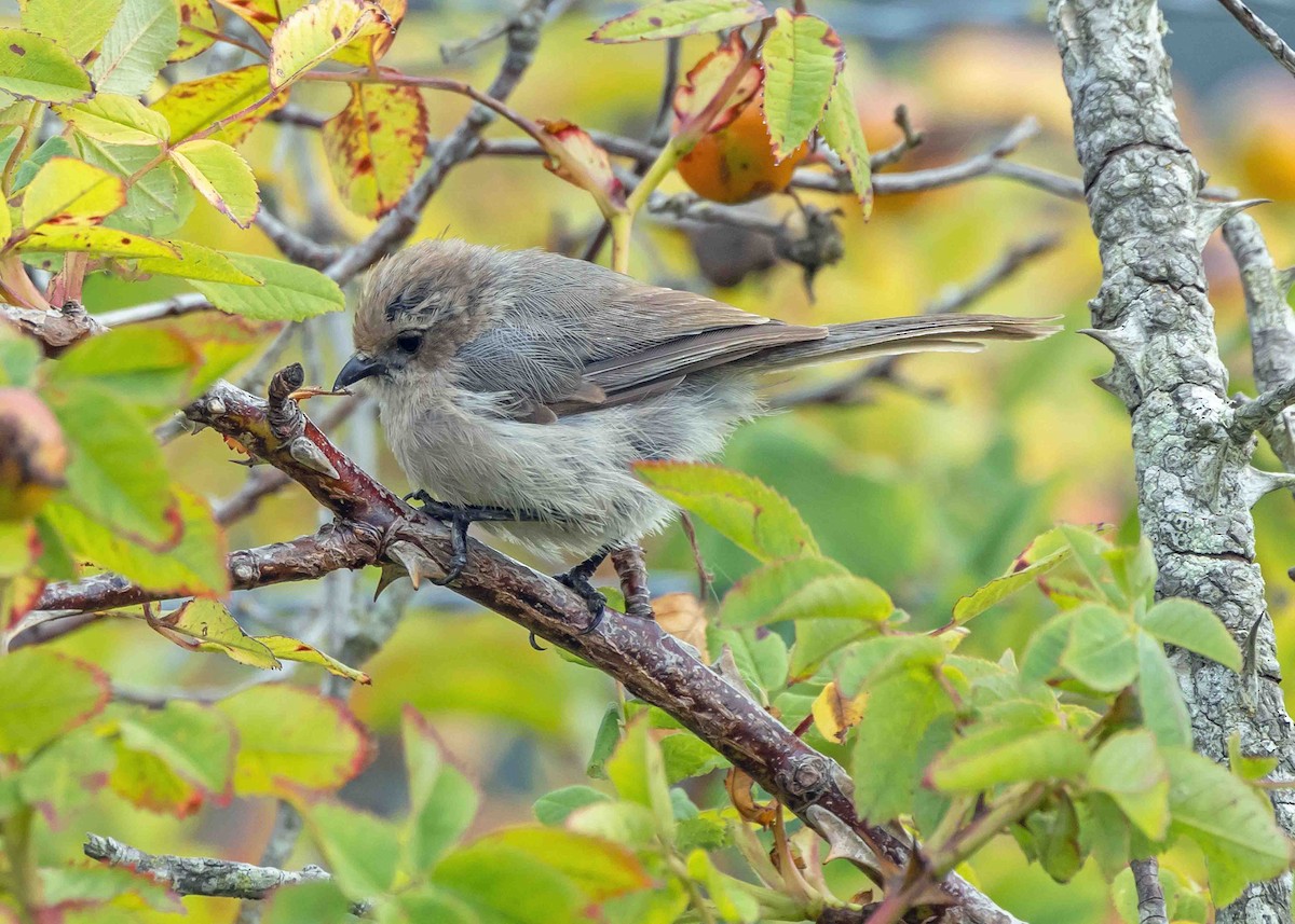 Bushtit - ML623400723