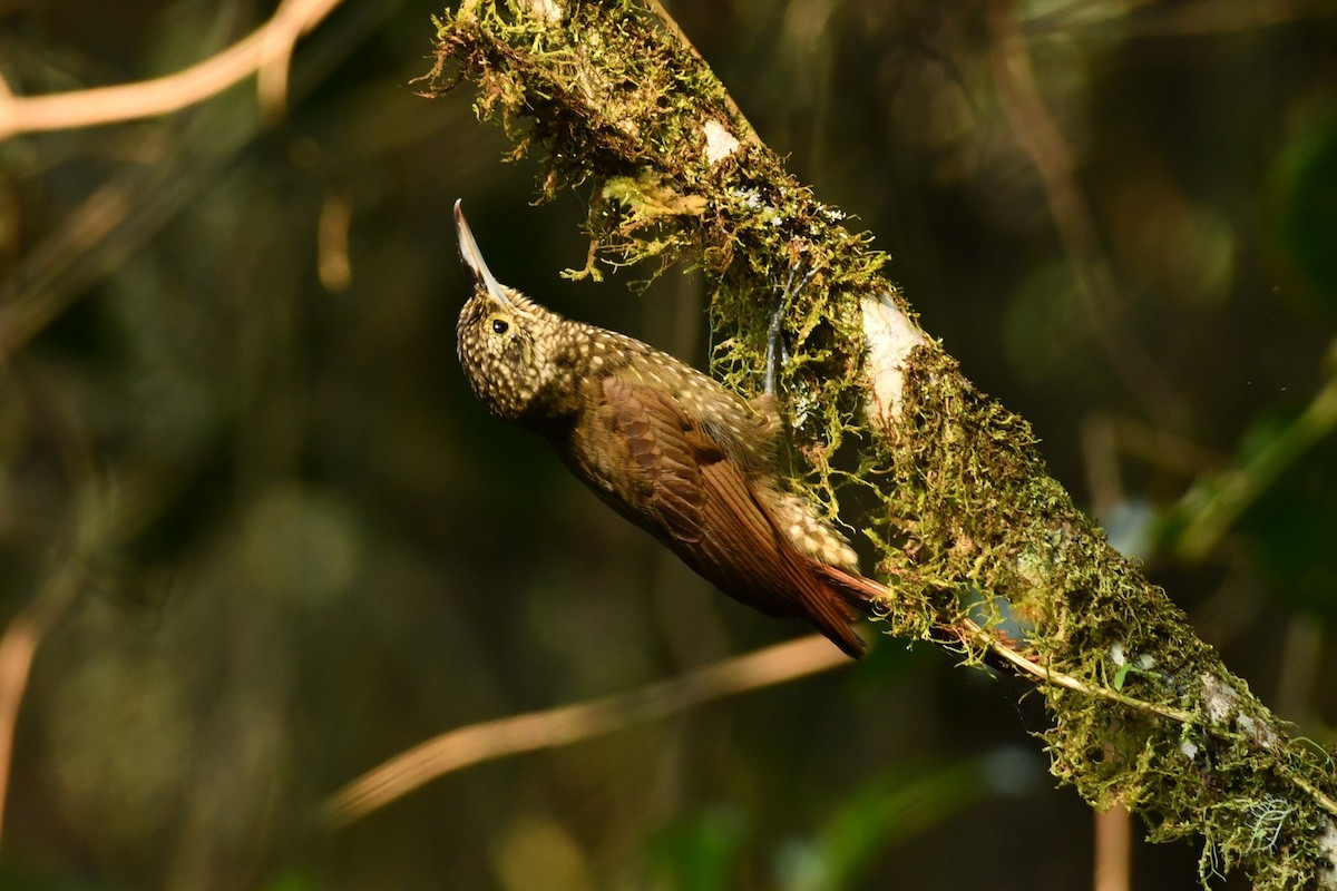 Olive-backed Woodcreeper - ML623400761