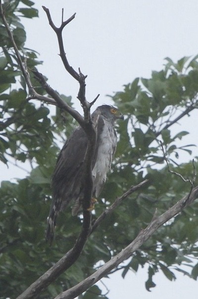 Bicolored Hawk - ML623400770