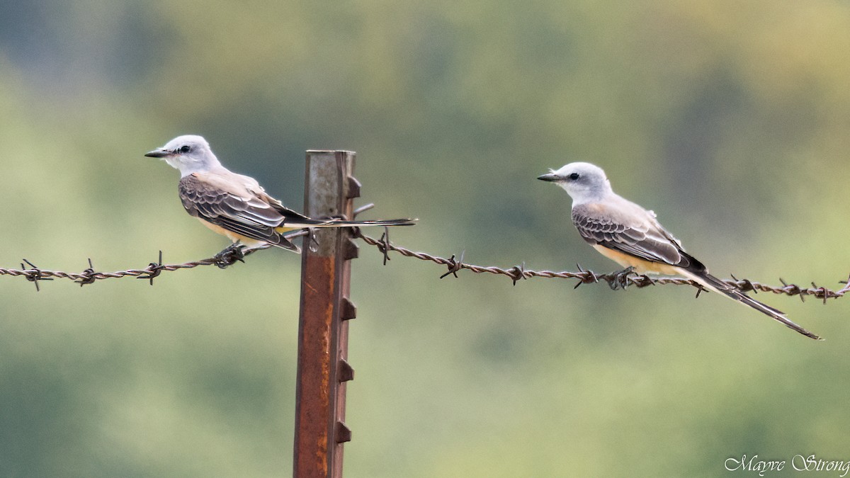 Scissor-tailed Flycatcher - ML623400778