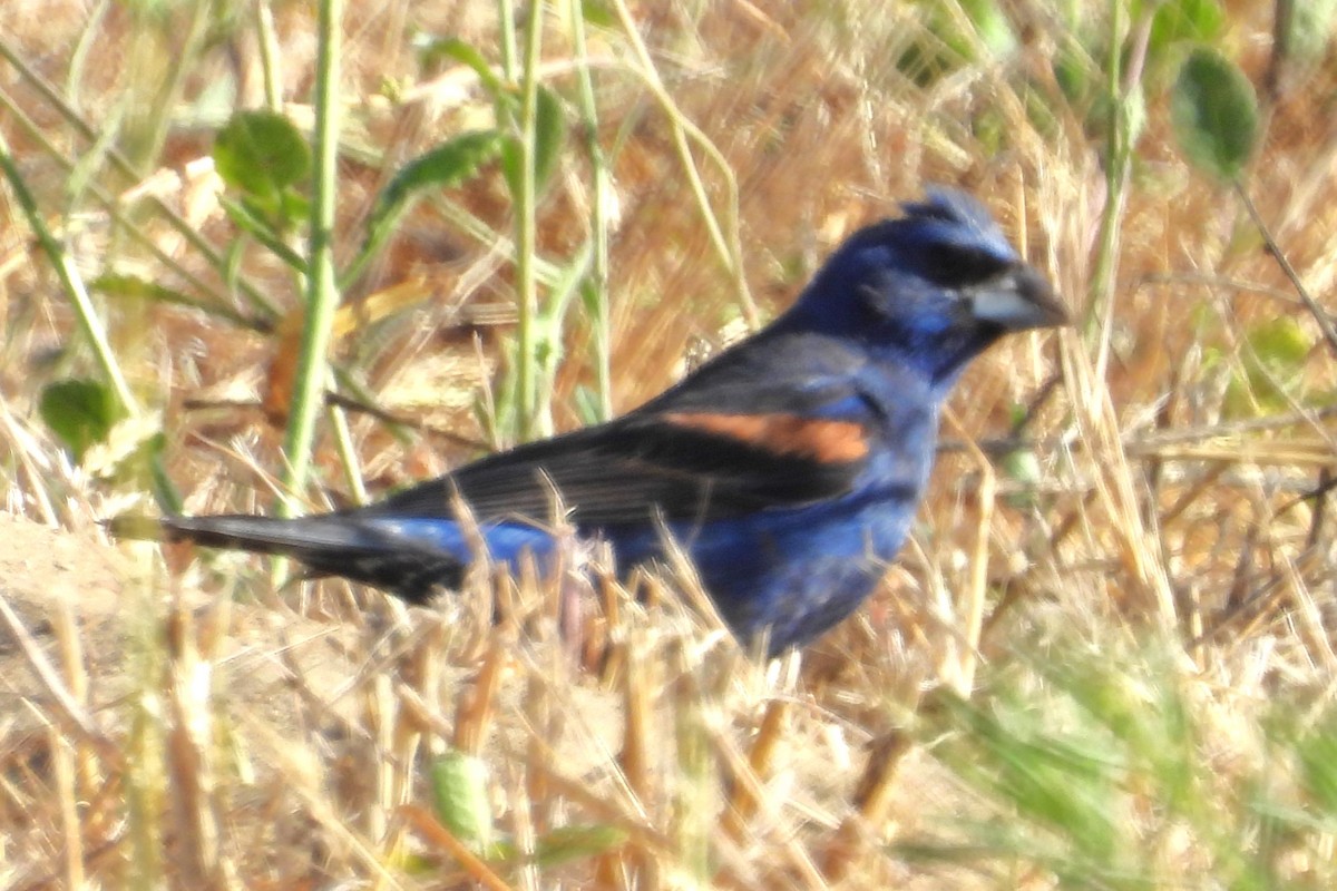 גבתאי כחול - ML623400819