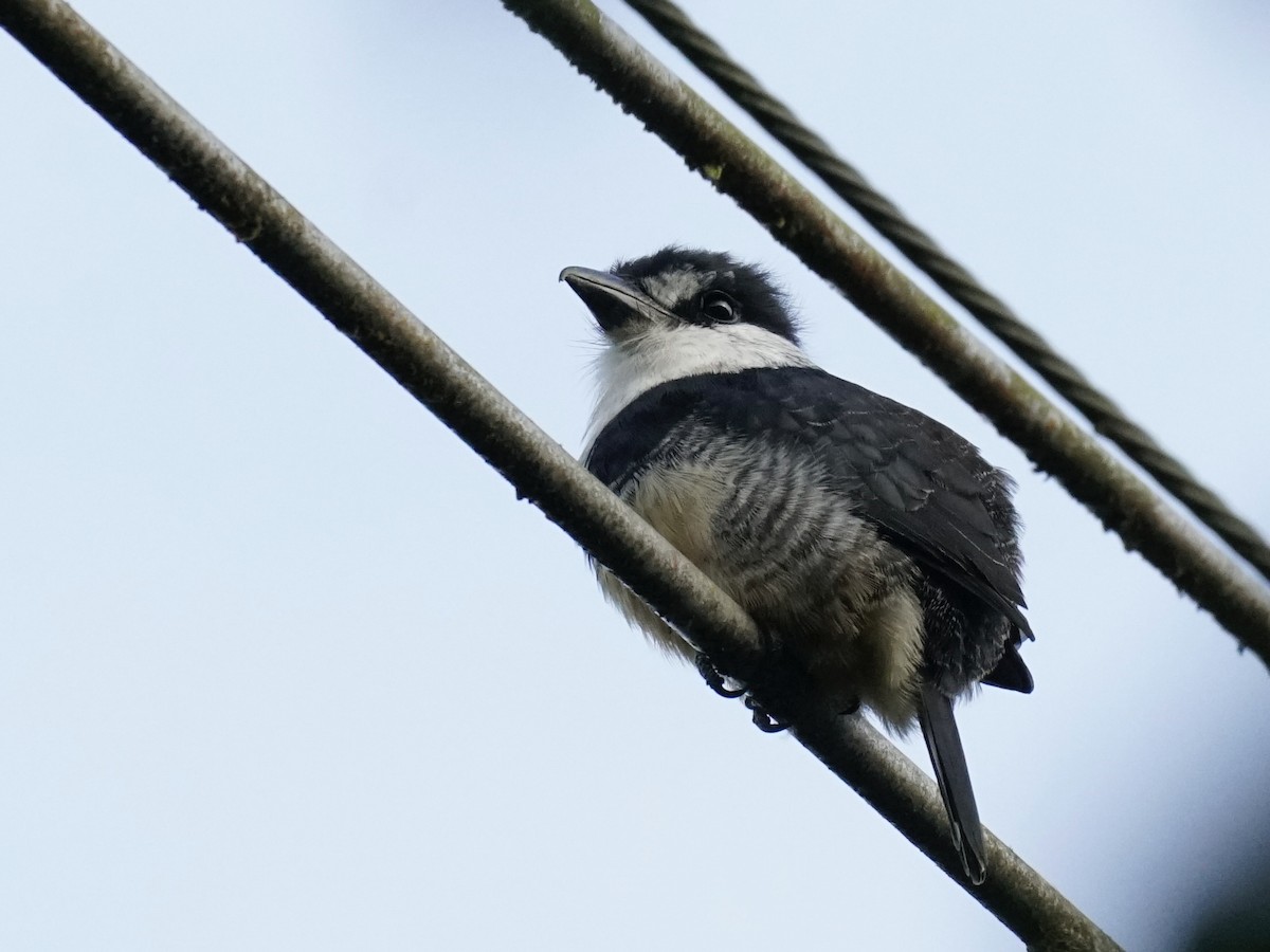 Buff-bellied Puffbird - ML623400829