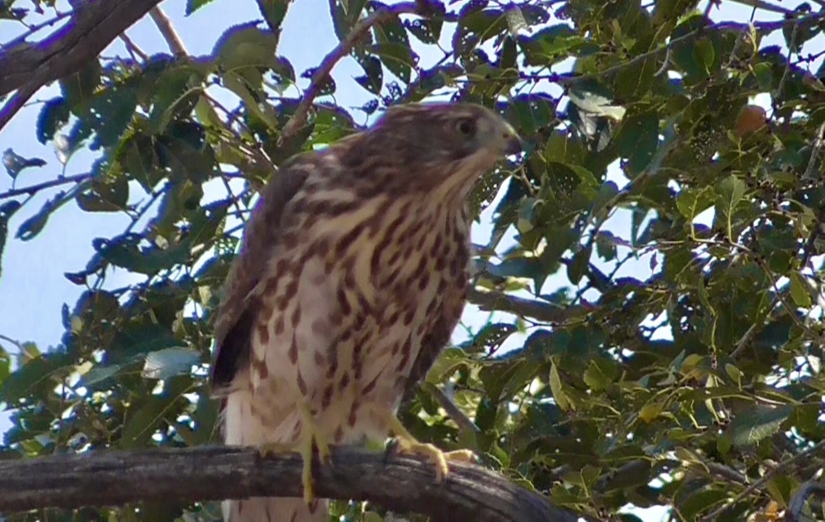 Cooper's Hawk - ML623400862