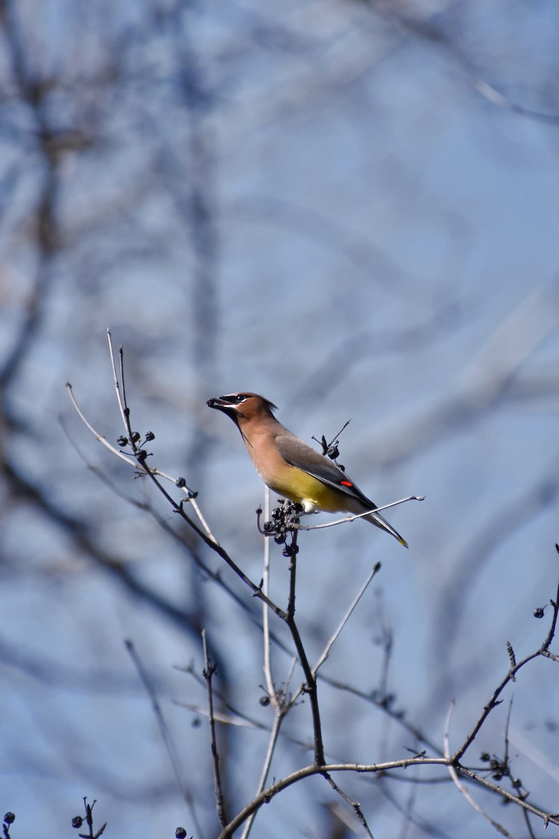 Cedar Waxwing - ML623400936