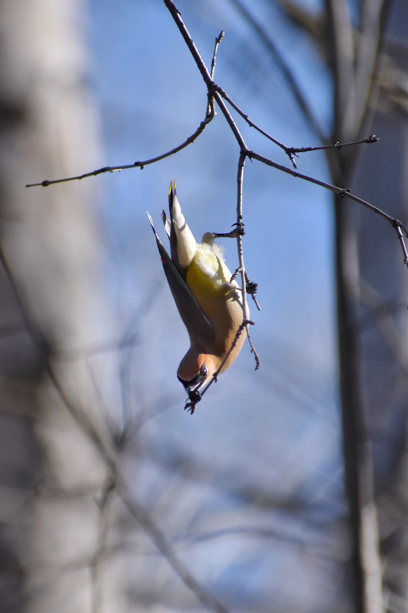 Cedar Waxwing - ML623400937