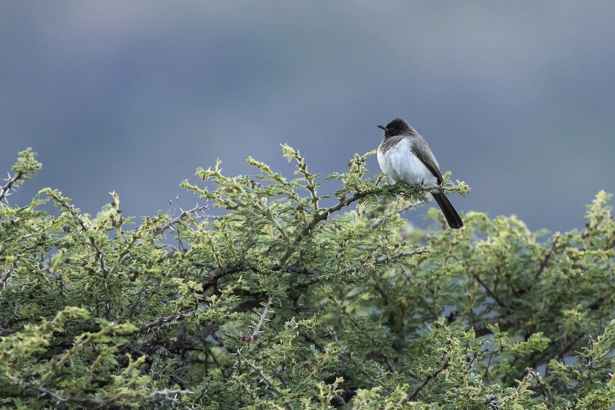 Bulbul des jardins (groupe barbatus) - ML623400972