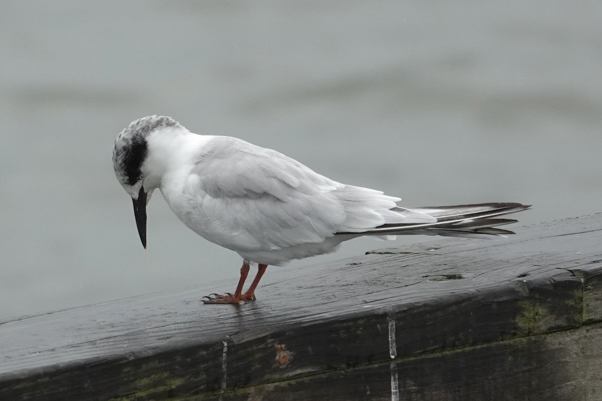 Forster's Tern - ML623401003