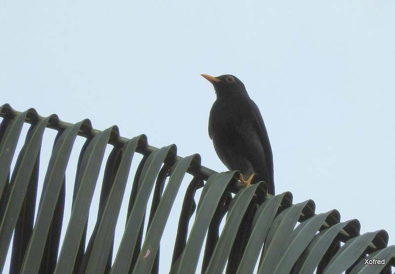 Yellow-legged Thrush - ML623401010