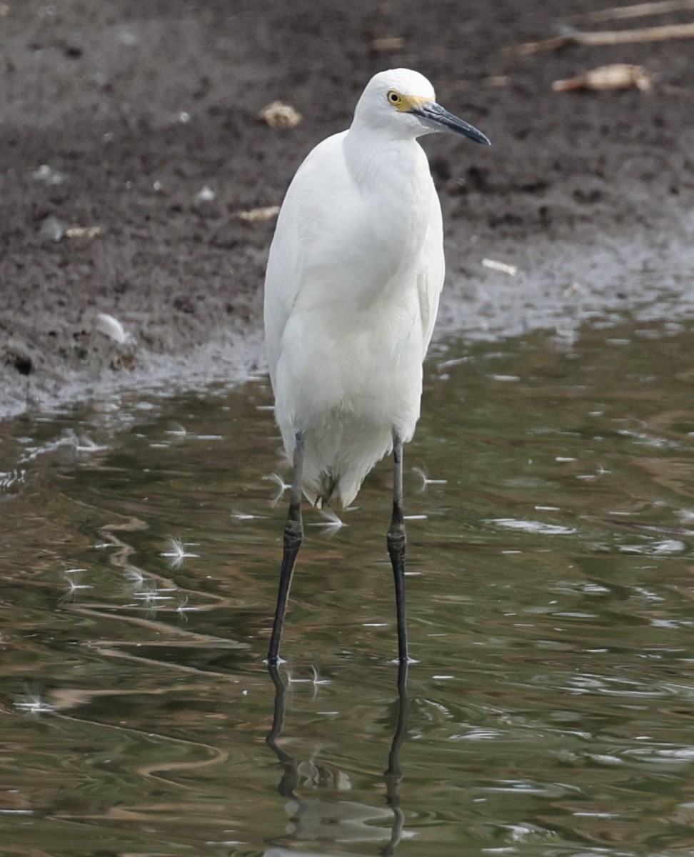 Aigrette neigeuse - ML623401038