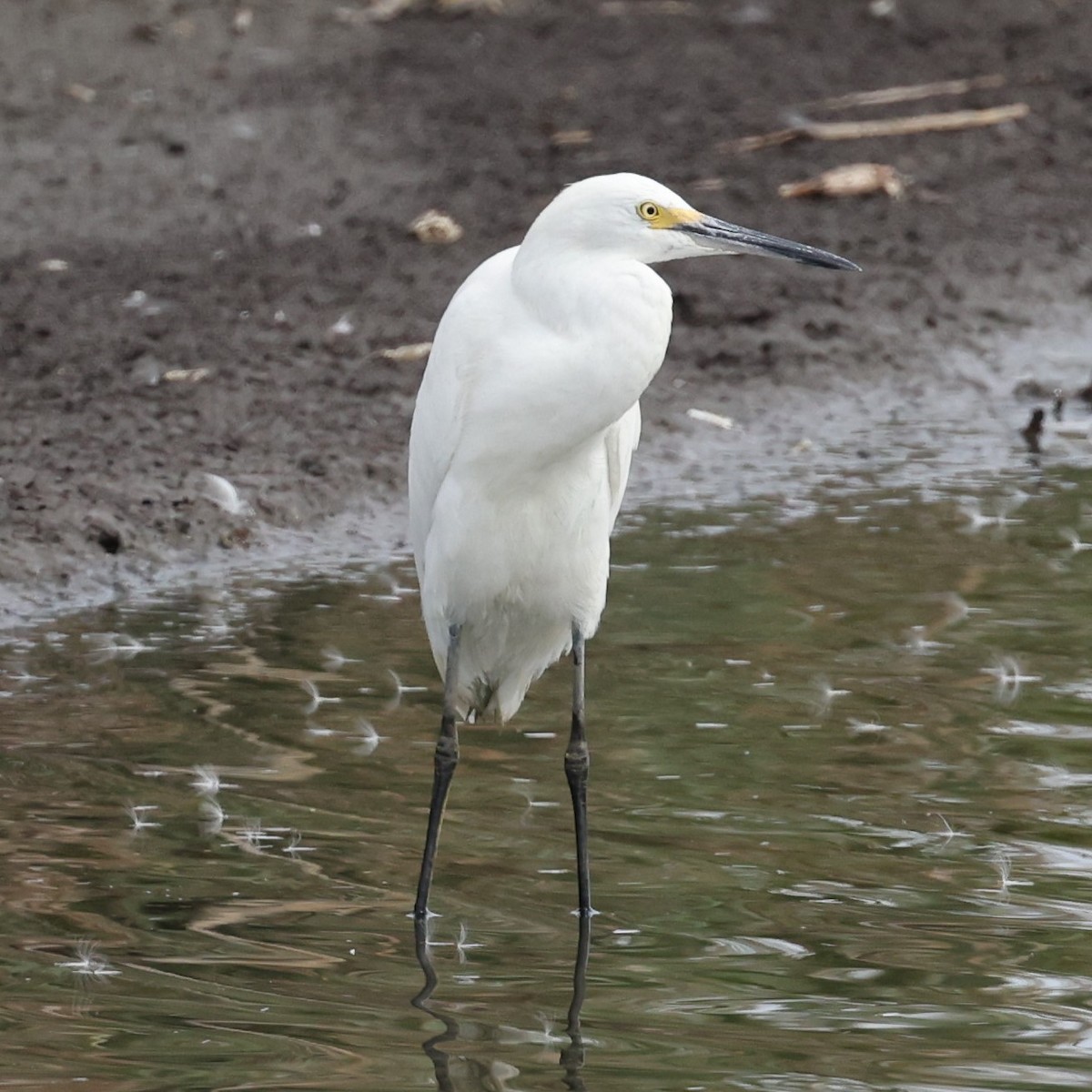 Aigrette neigeuse - ML623401039