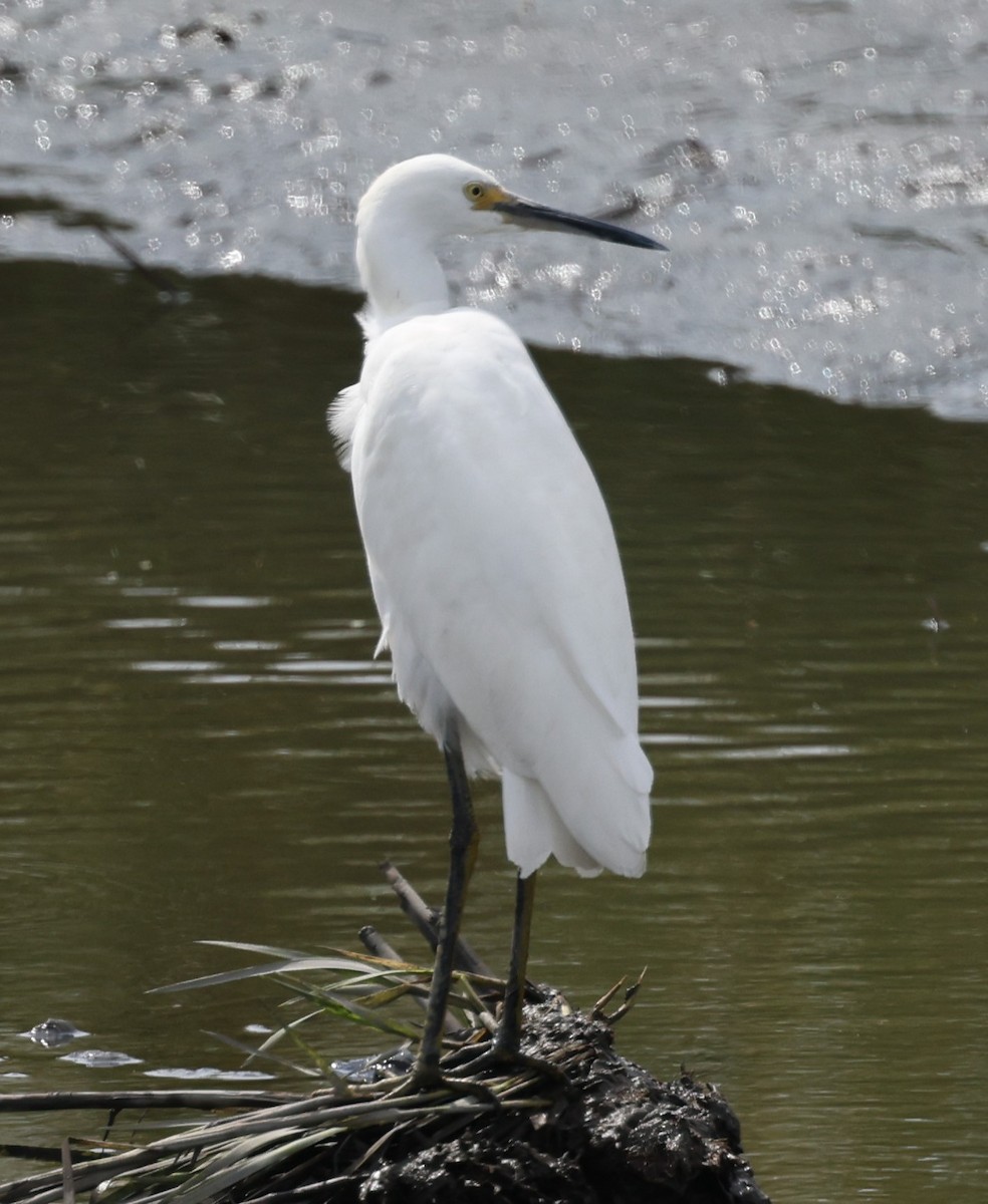 Snowy Egret - David Nicosia