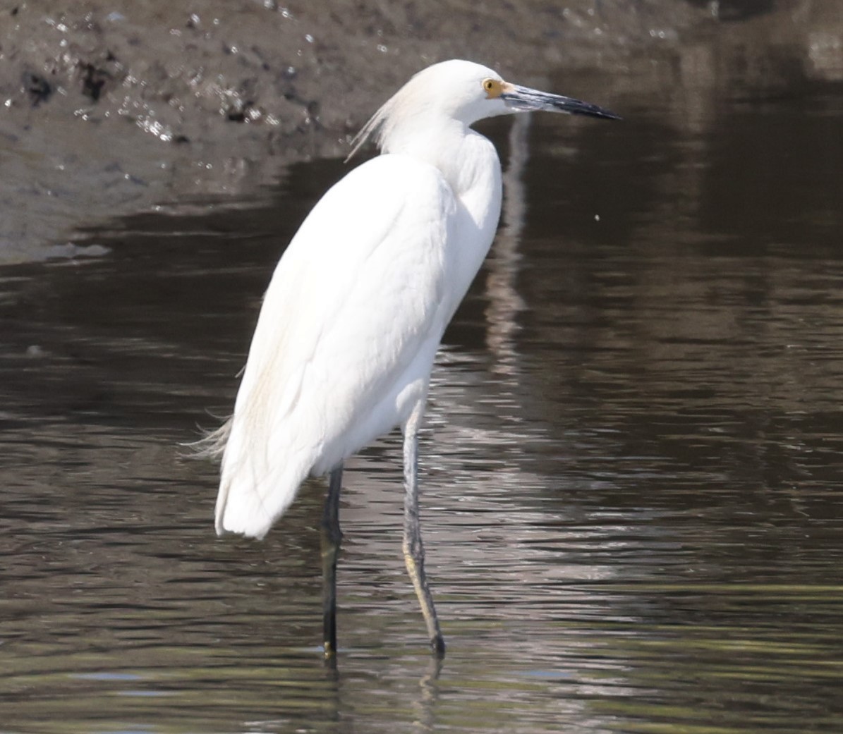 Aigrette neigeuse - ML623401041