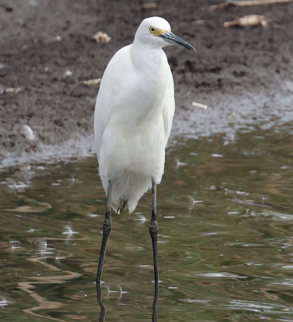 Aigrette neigeuse - ML623401042