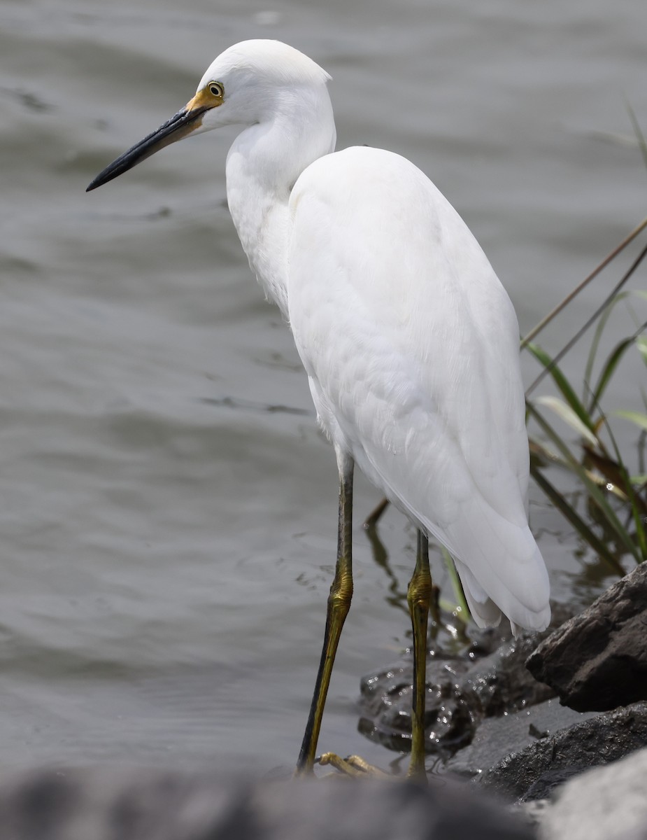 Aigrette neigeuse - ML623401045