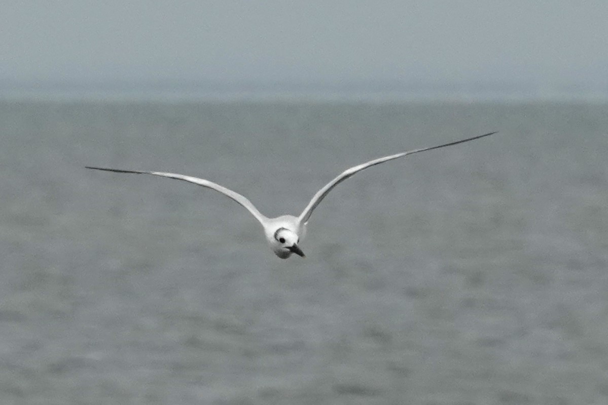 Sandwich Tern - ML623401096