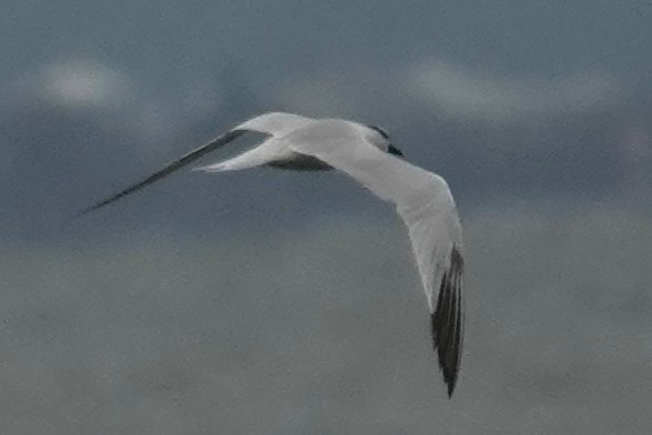 Sandwich Tern - ML623401097