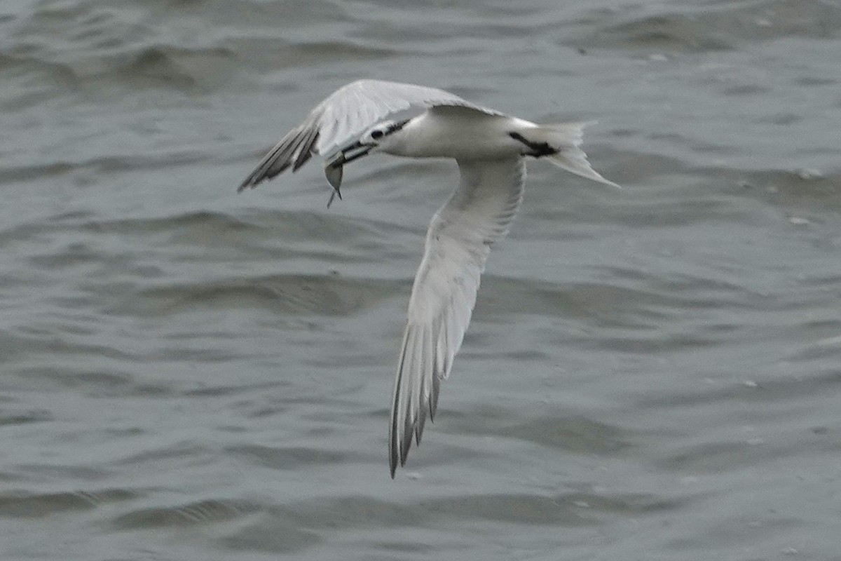 Sandwich Tern - ML623401098