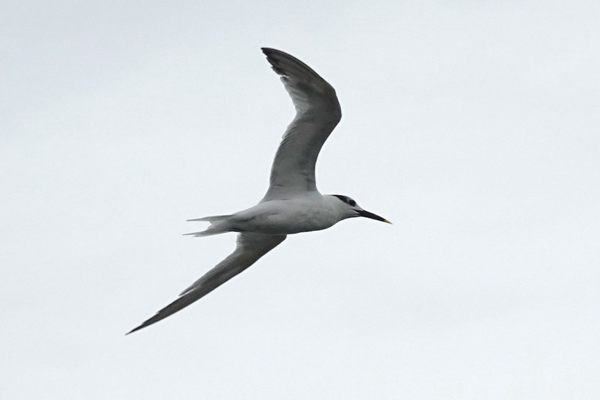 Sandwich Tern - ML623401112