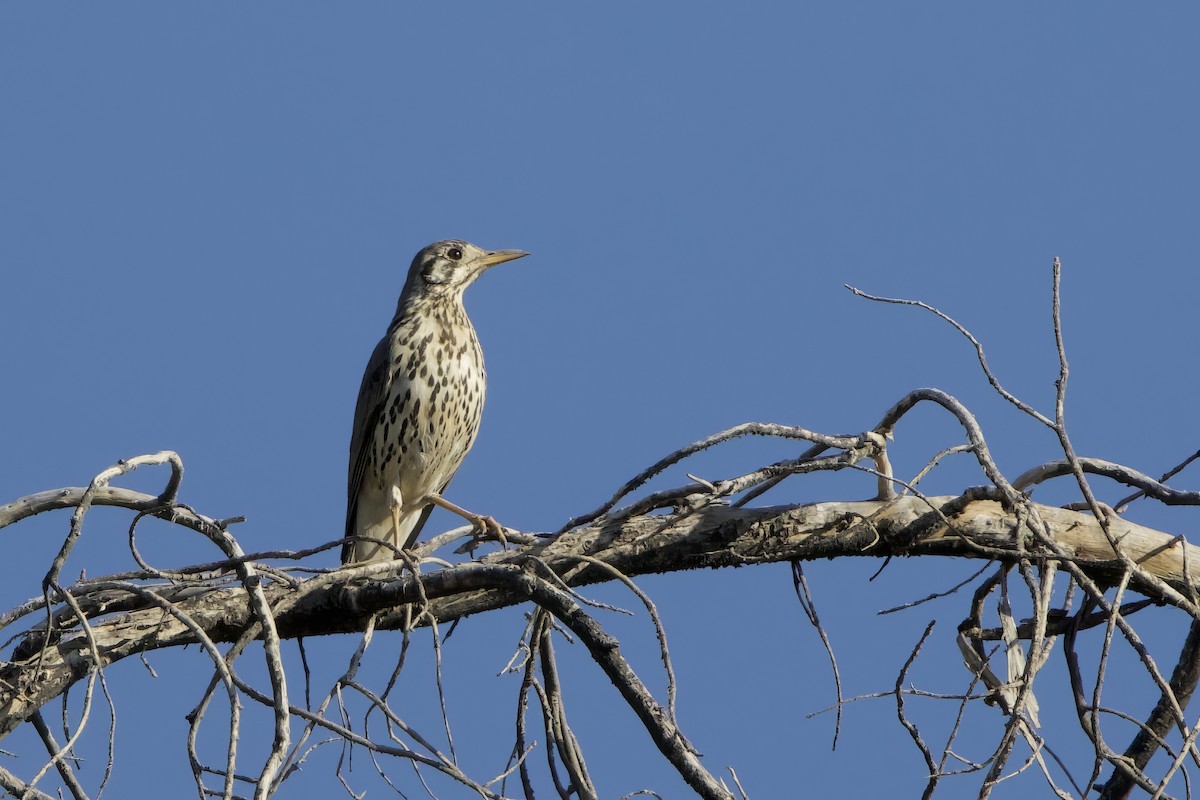 Groundscraper Thrush - ML623401130