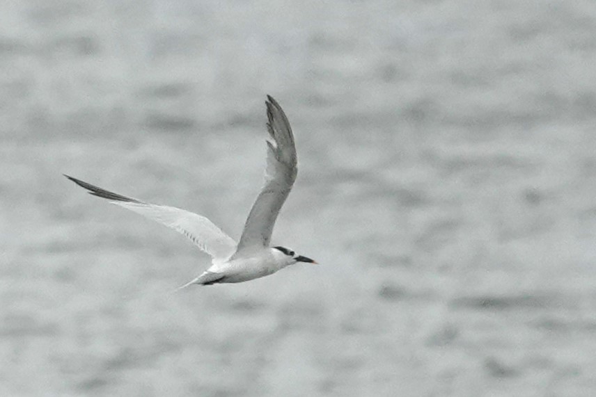 Sandwich Tern - ML623401139