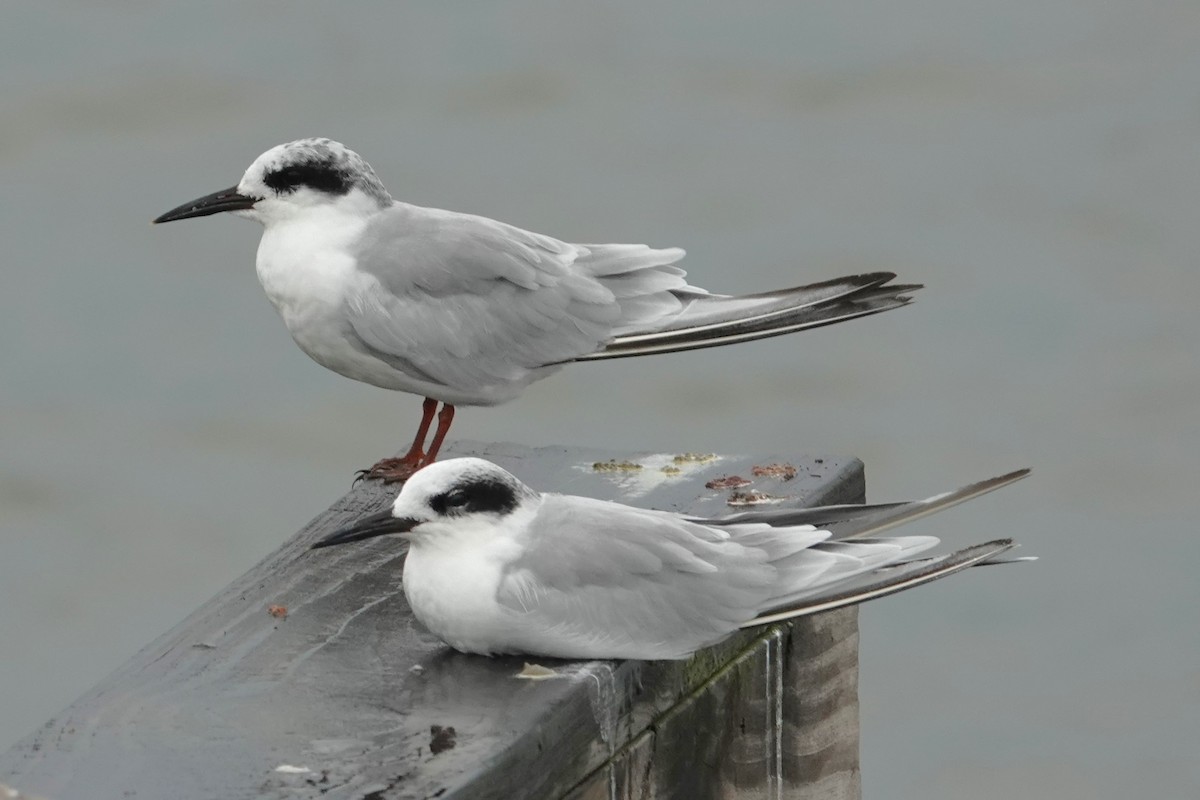 Forster's Tern - ML623401143