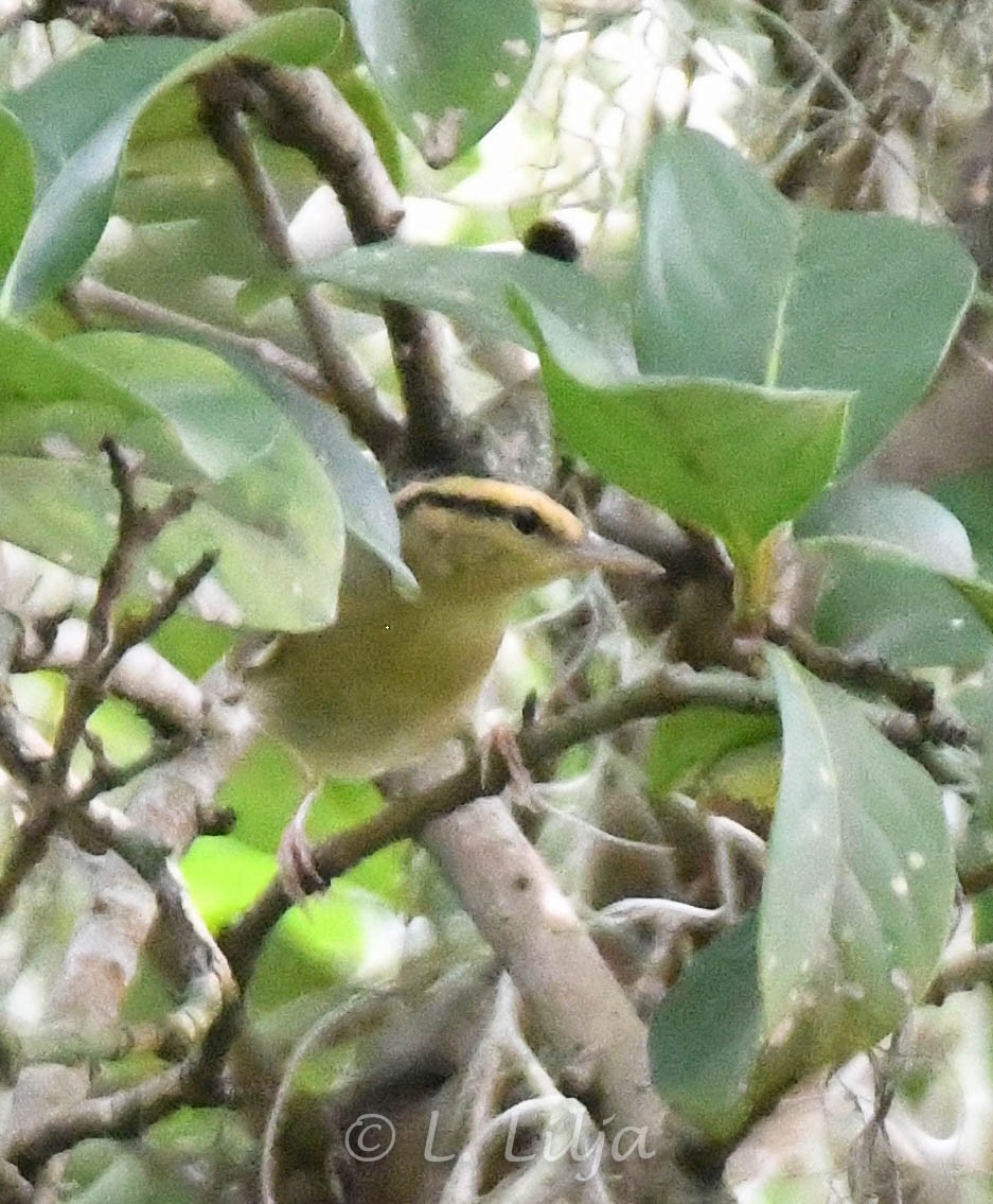 Worm-eating Warbler - ML623401163